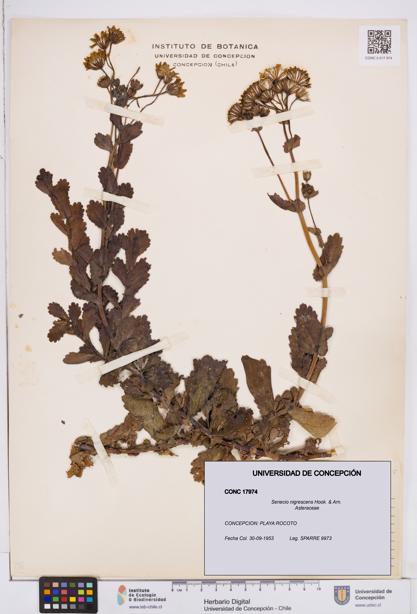 Senecio nigrescens [Espécimen: ]