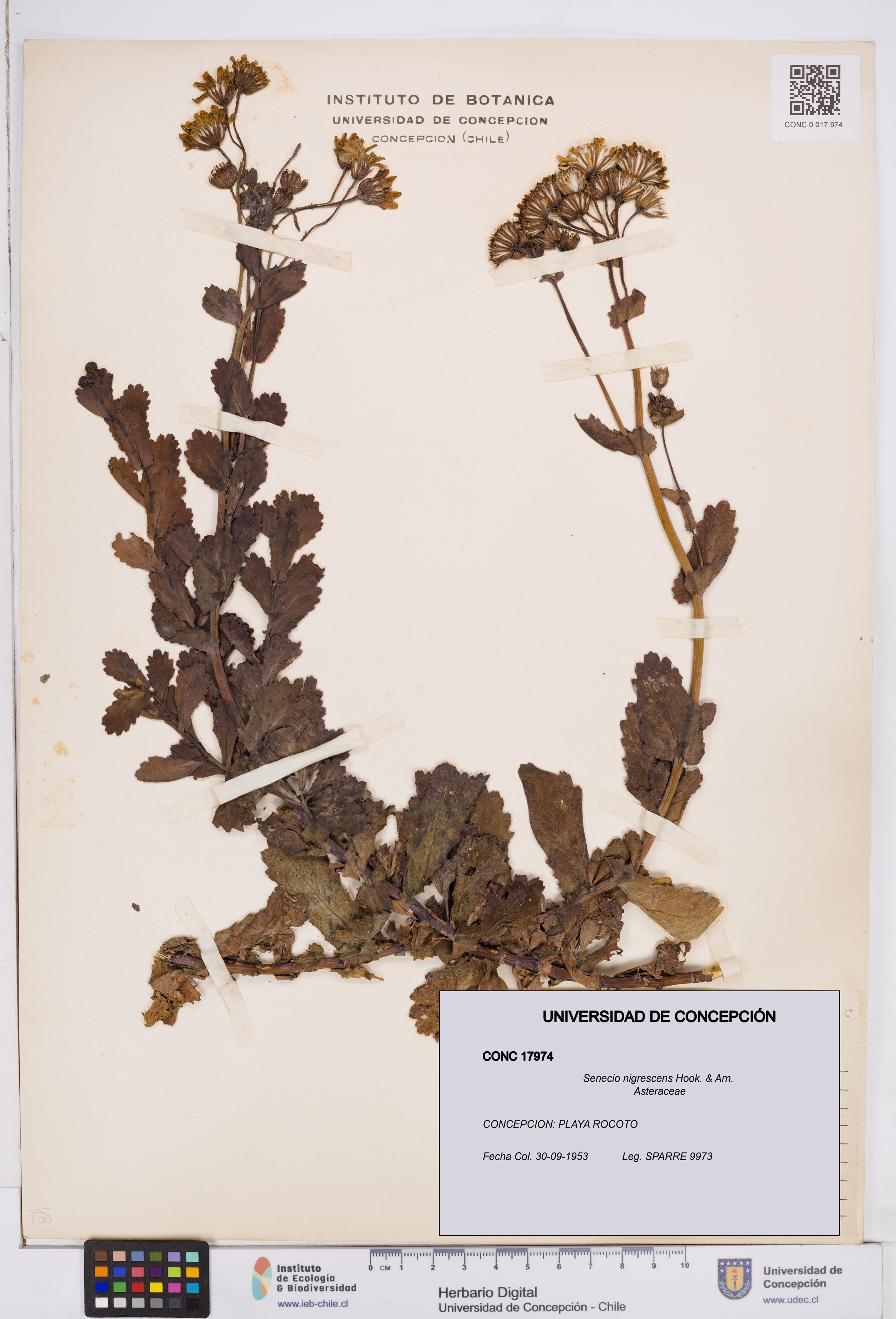 Senecio nigrescens [Espécimen: ]