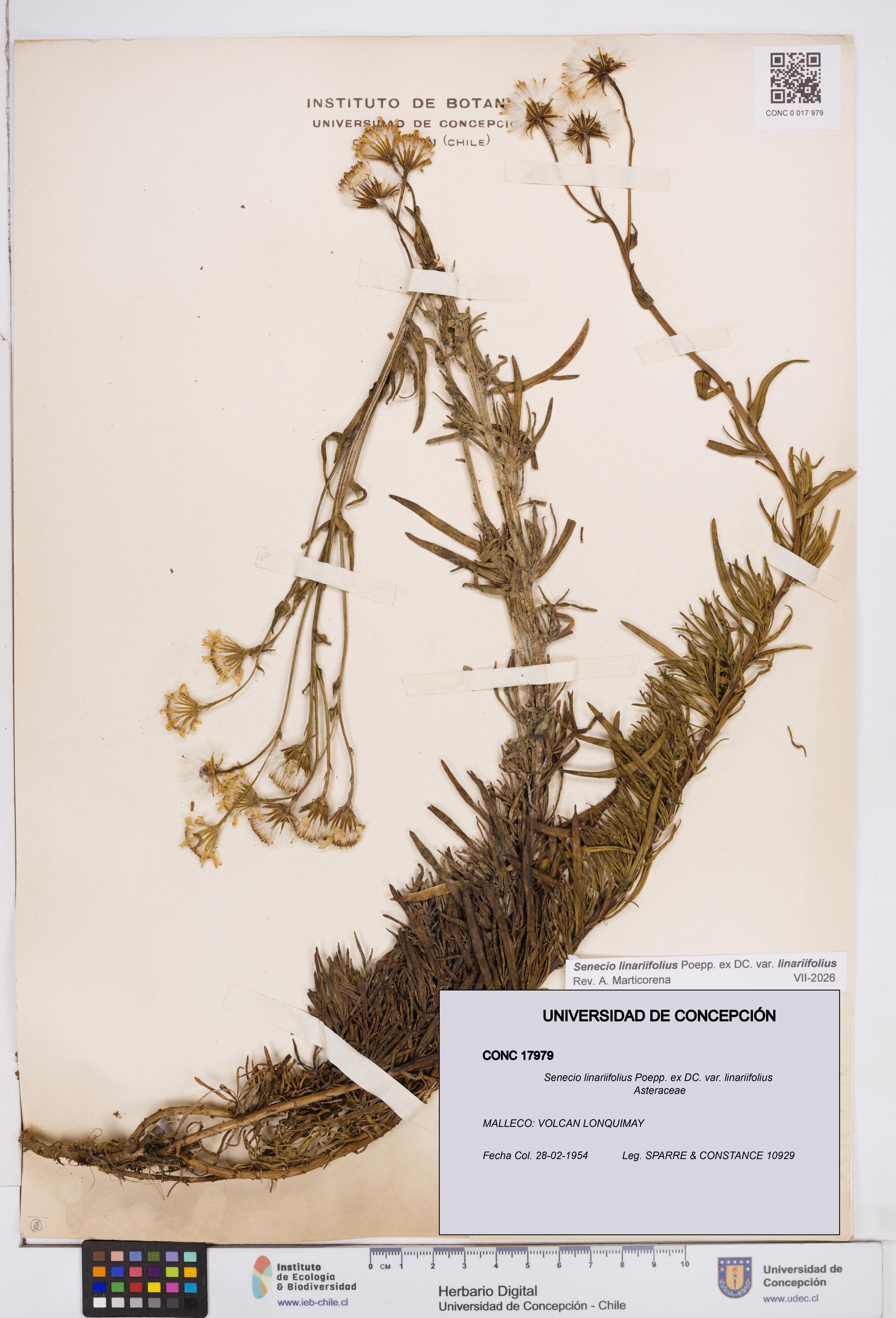 Senecio linariifolius var. linariifolius [Espécimen: ]