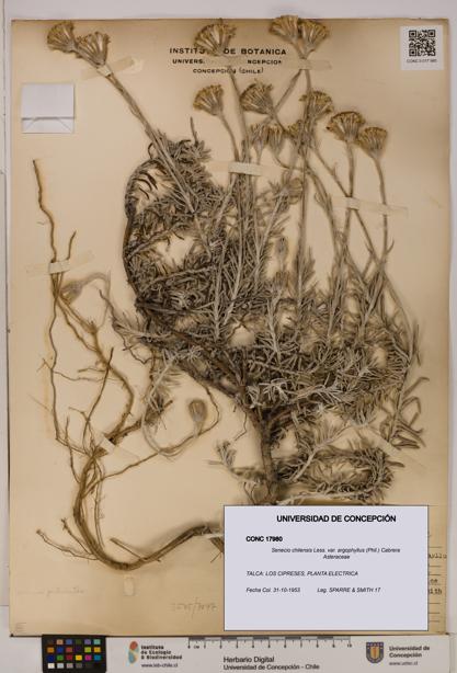 Senecio chilensis var. argophyllus [Espécimen: UDEC:CONC:0017980]