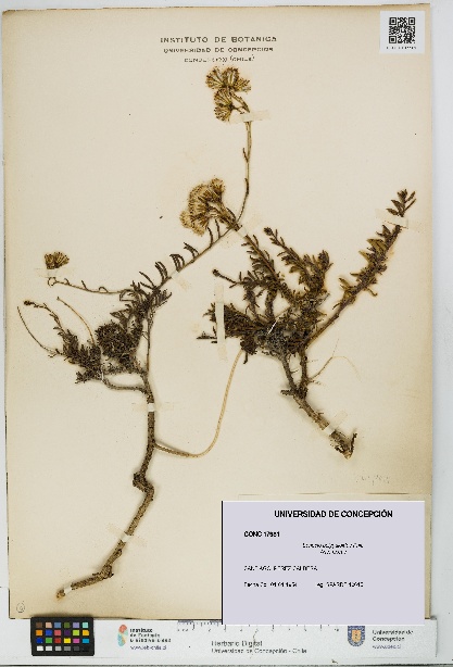 Senecio polygaloides [Espécimen: UDEC:CONC:0017981]