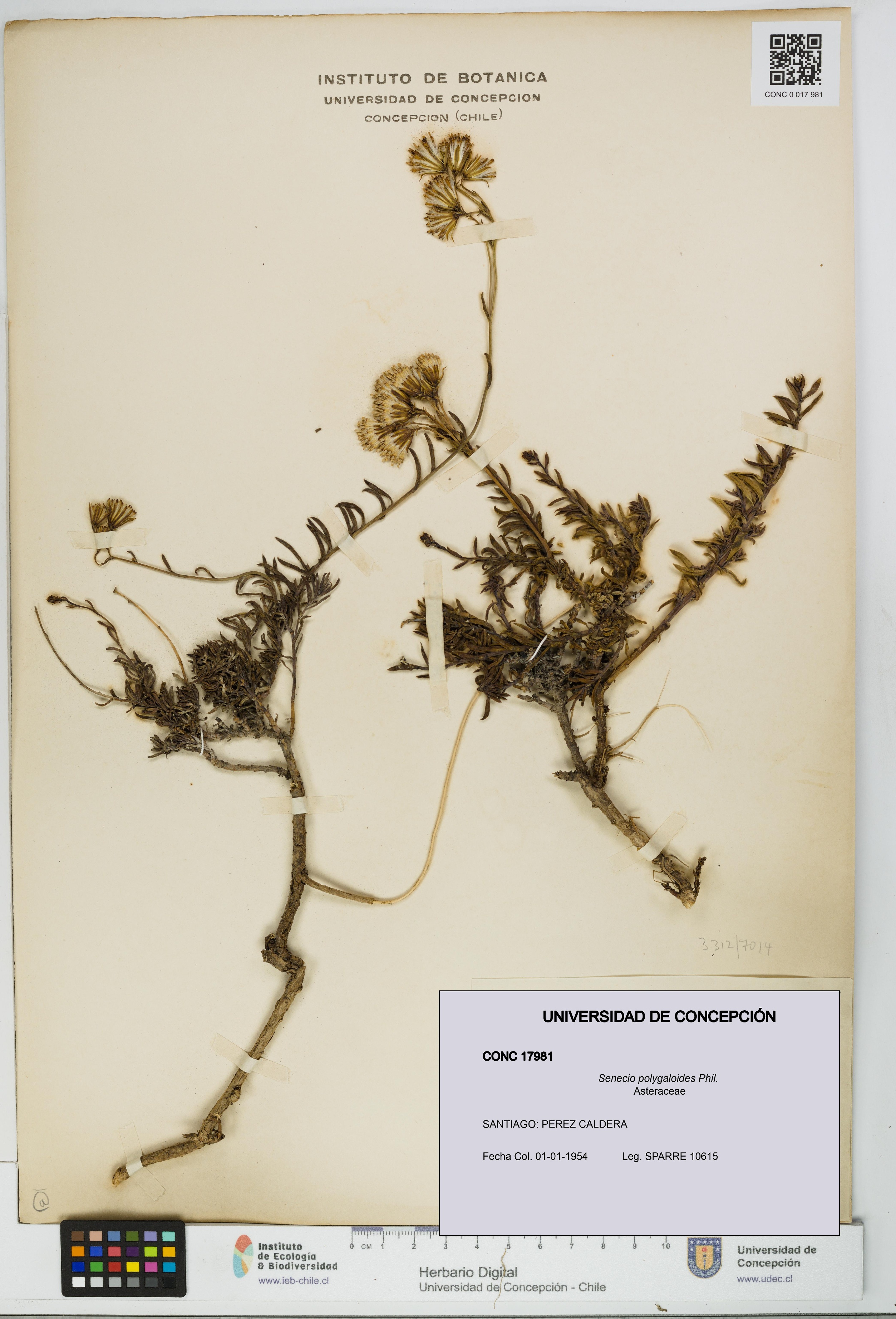 Senecio polygaloides [Espécimen: UDEC:CONC:0017981]