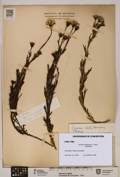 Senecio bustillosianus [Espécimen: UDEC:CONC:0017982]