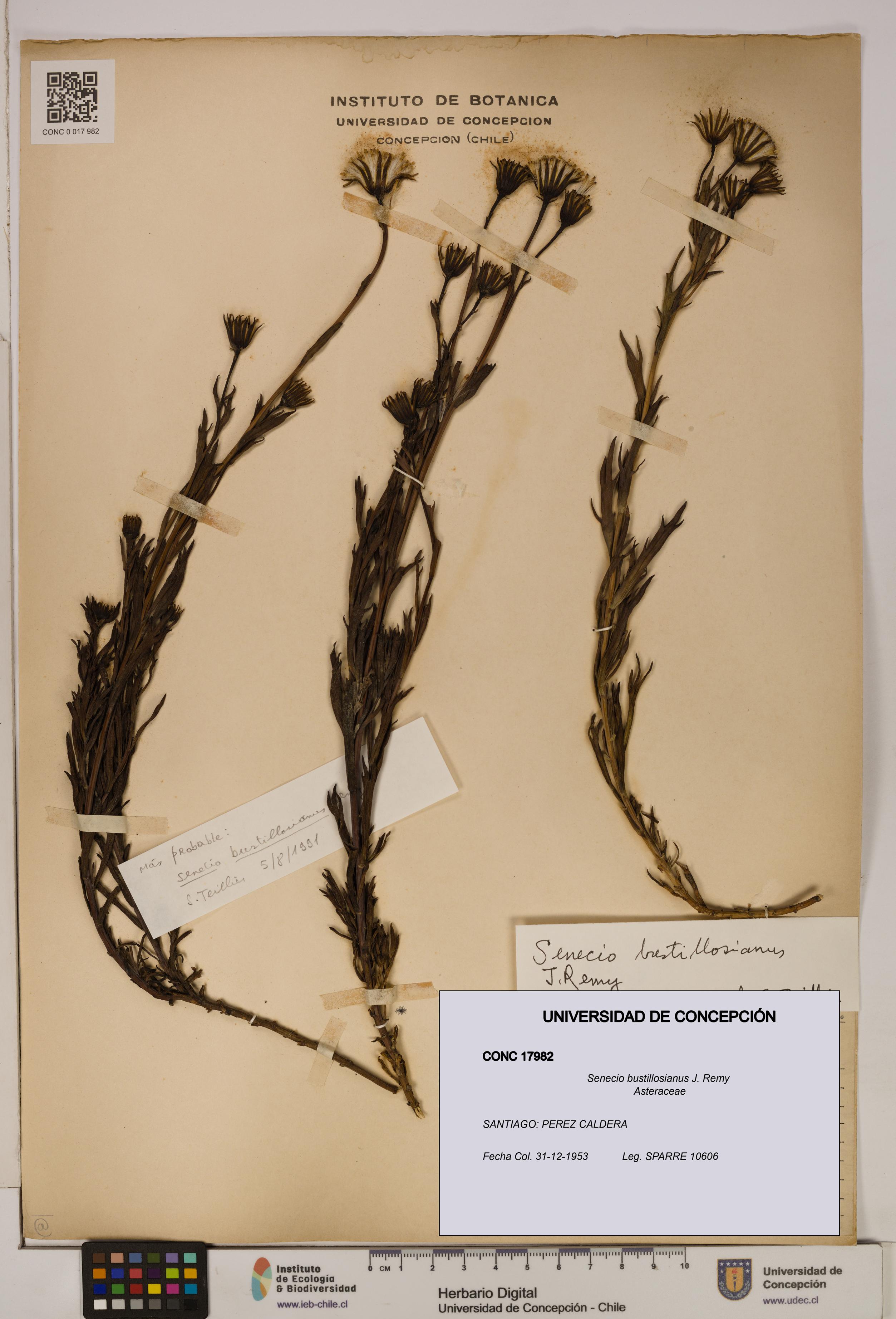 Senecio bustillosianus [Espécimen: UDEC:CONC:0017982]