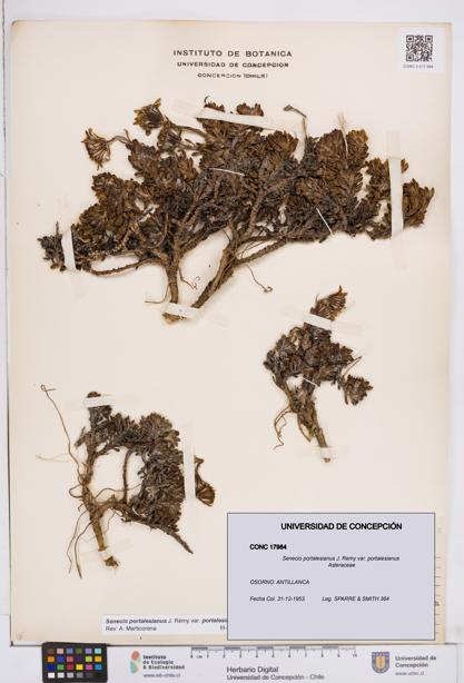 Senecio portalesianus var. portalesianus [Espécimen: ]