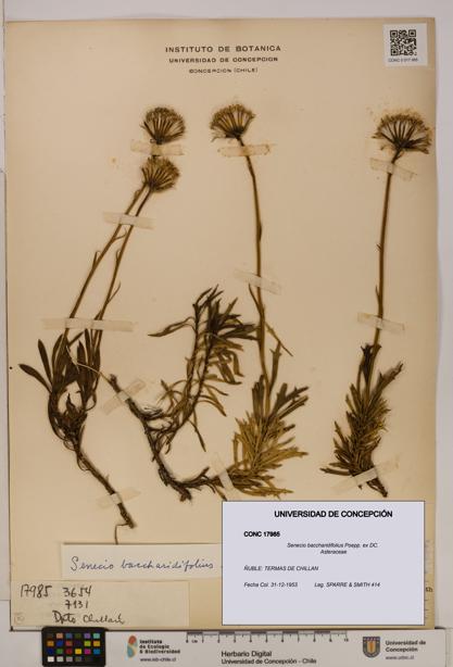 Senecio baccharidifolius [Espécimen: UDEC:CONC:0017985]