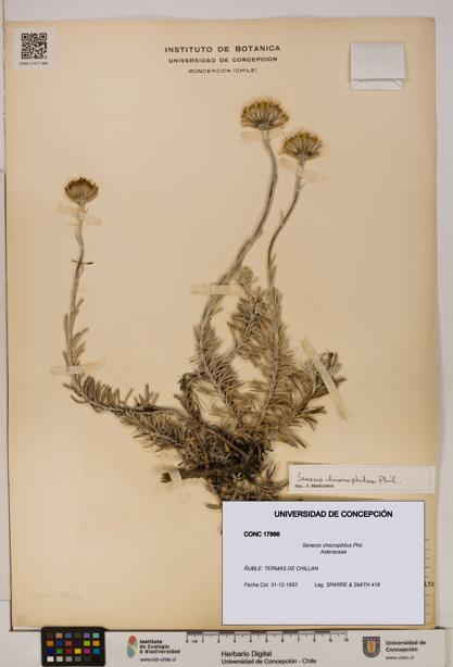 Senecio chionophilus [Espécimen: UDEC:CONC:0017986]