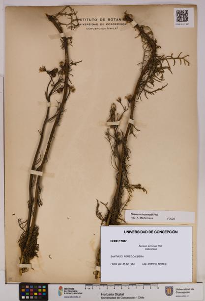 Senecio tocornalii [Espécimen: UDEC:CONC:0017987]