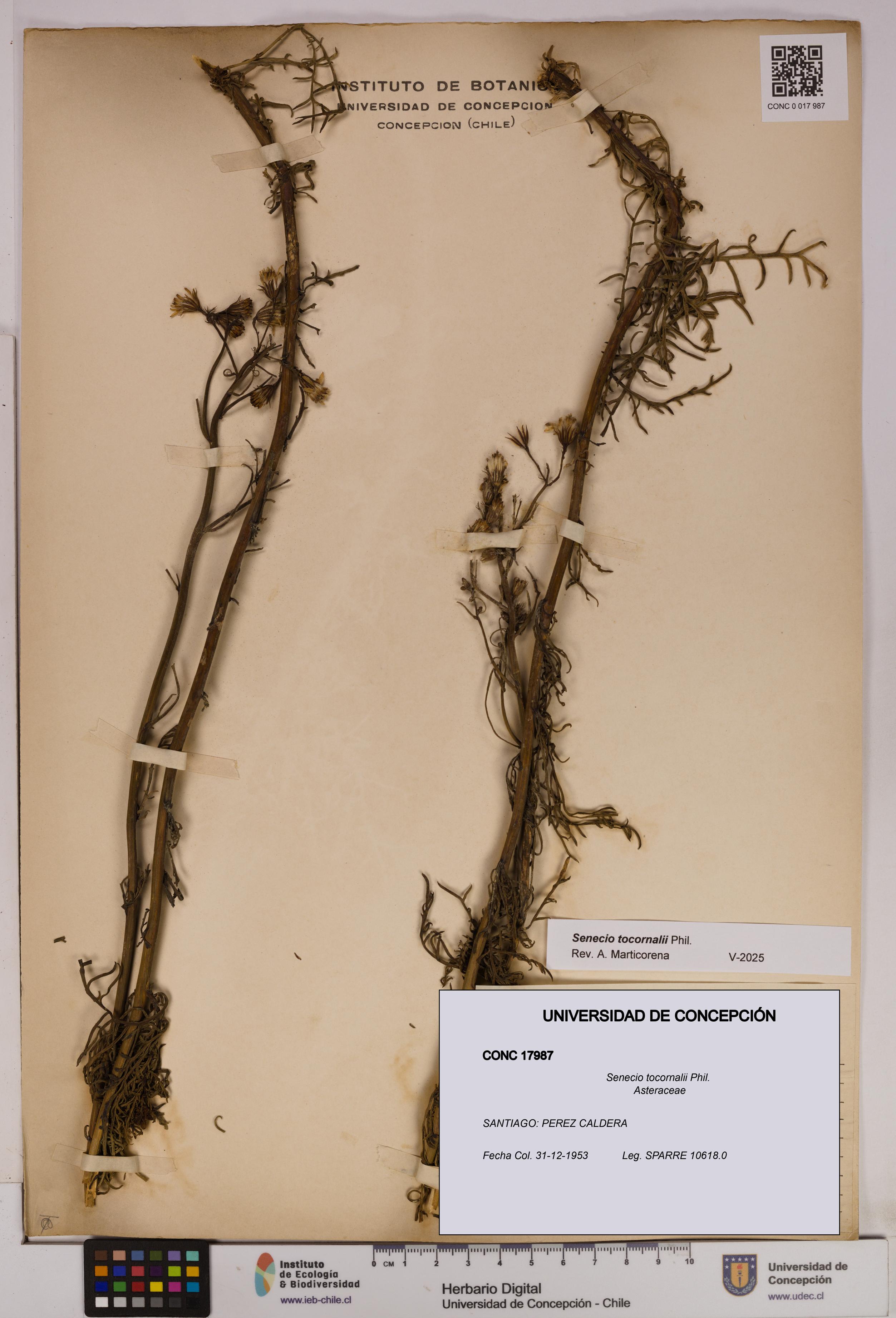 Senecio tocornalii [Espécimen: UDEC:CONC:0017987]