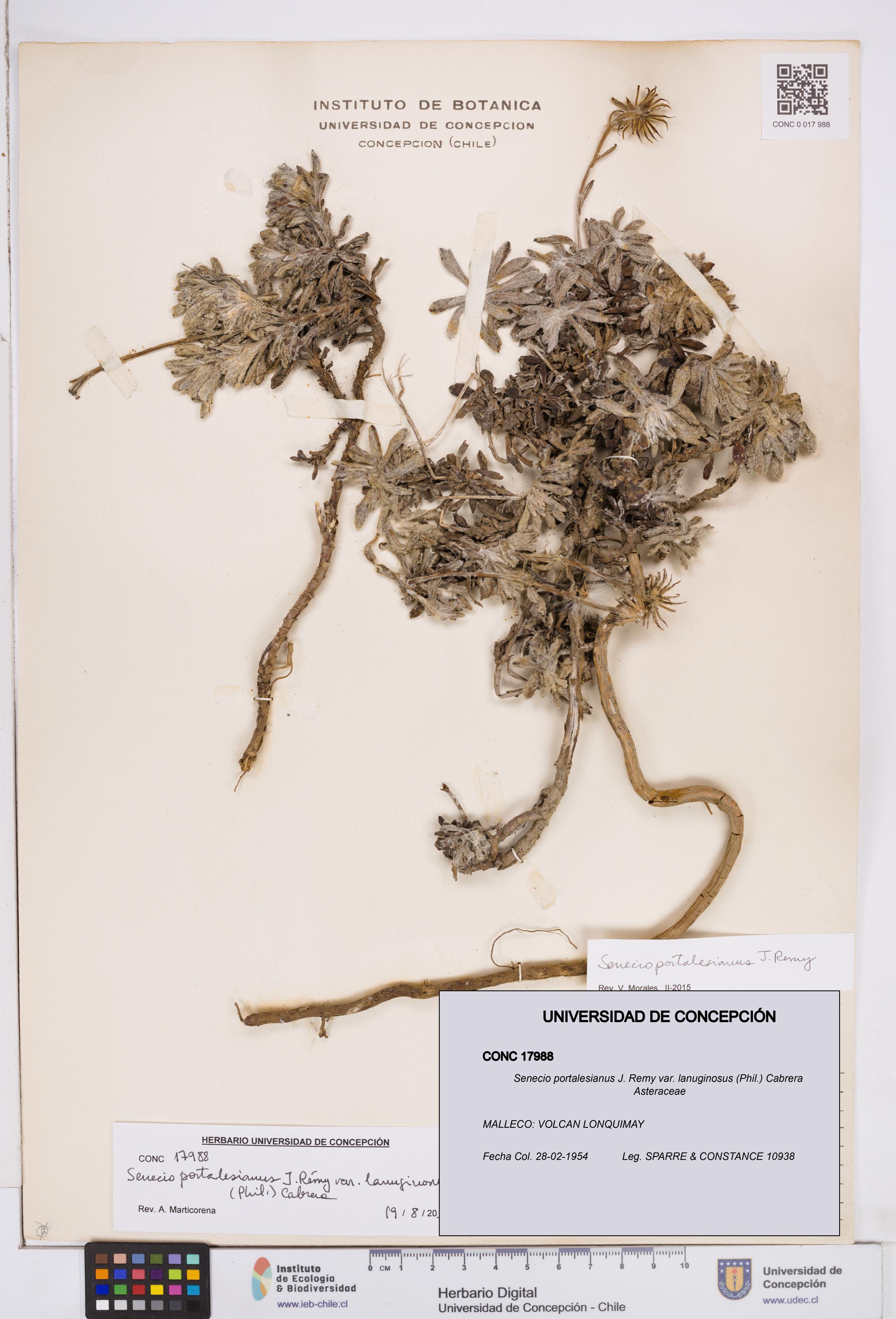 Senecio portalesianus var. lanuginosus [Espécimen: ]