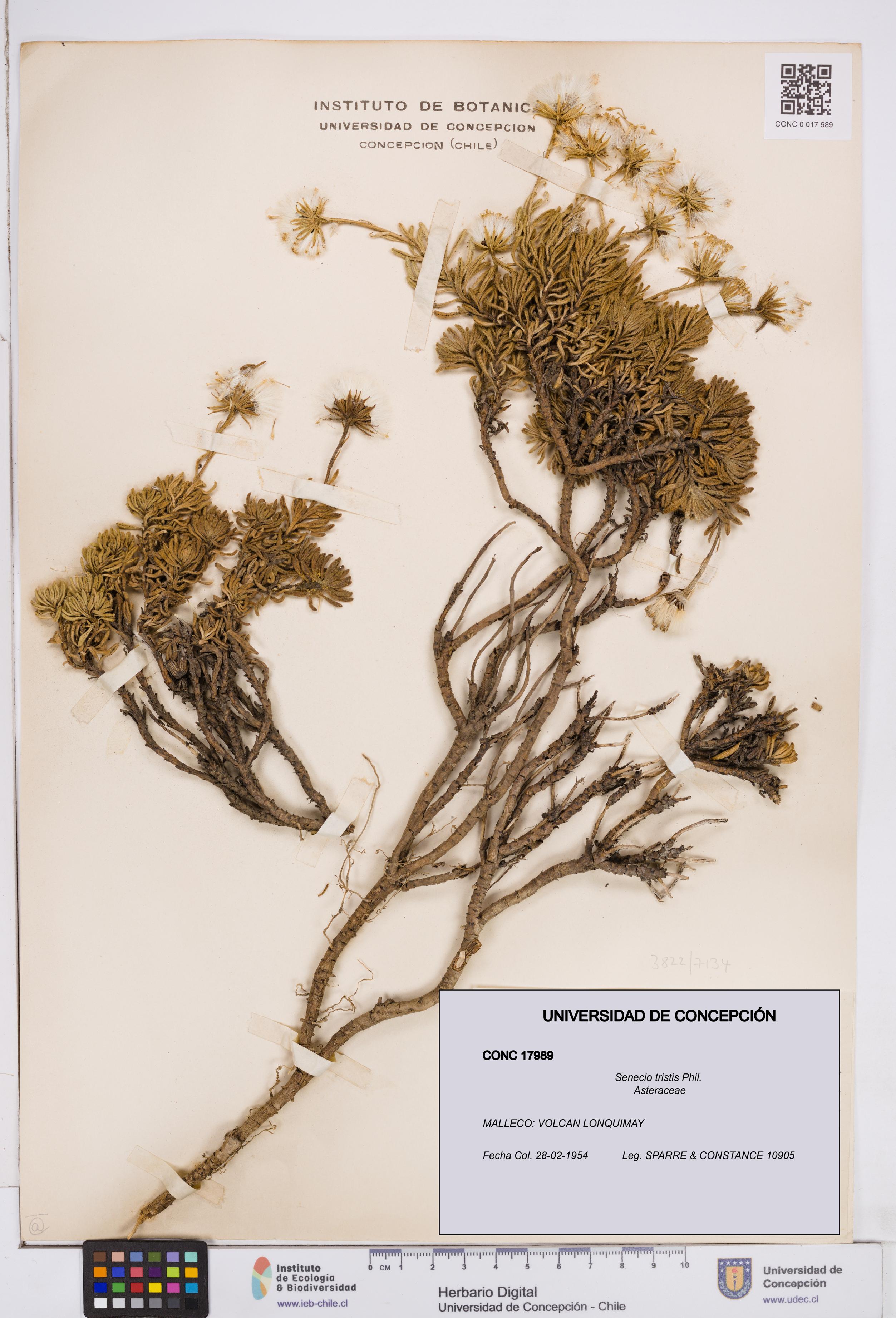 Senecio tristis [Espécimen: ]