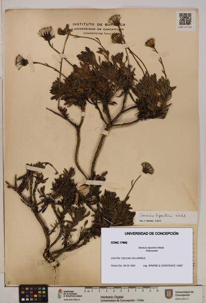 Senecio bipontinii [Espécimen: UDEC:CONC:0017992]