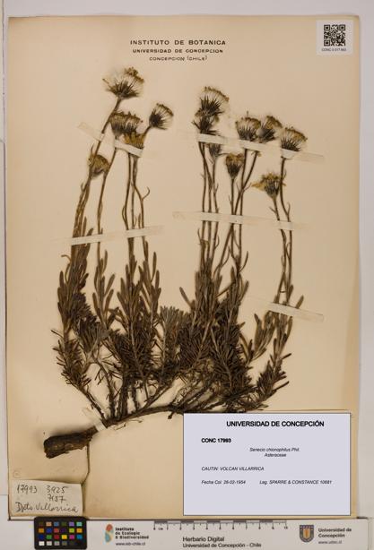 Senecio chionophilus [Espécimen: UDEC:CONC:0017993]