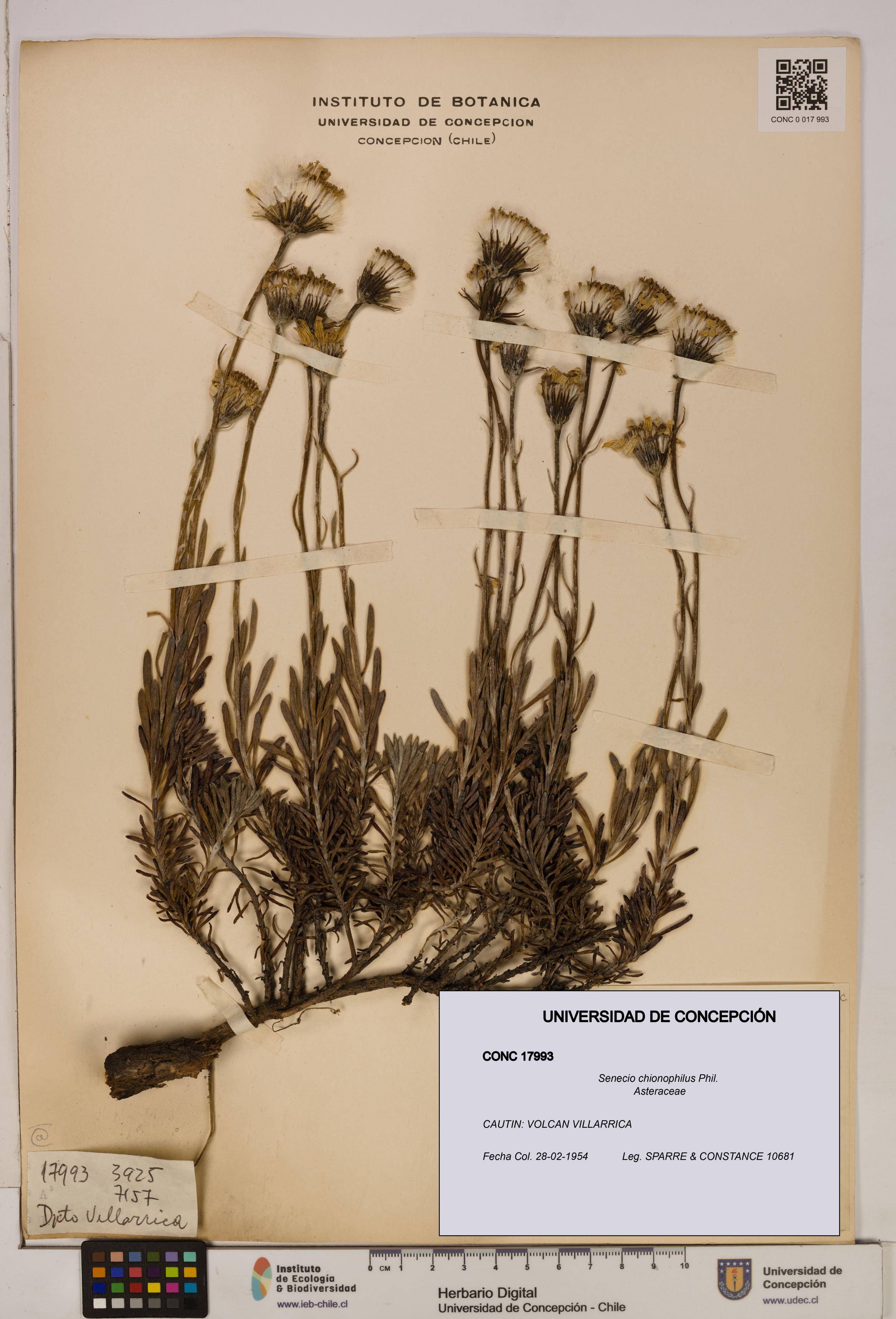 Senecio chionophilus [Espécimen: UDEC:CONC:0017993]