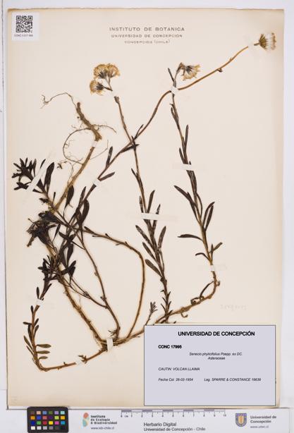 Senecio phylicifolius [Espécimen: ]