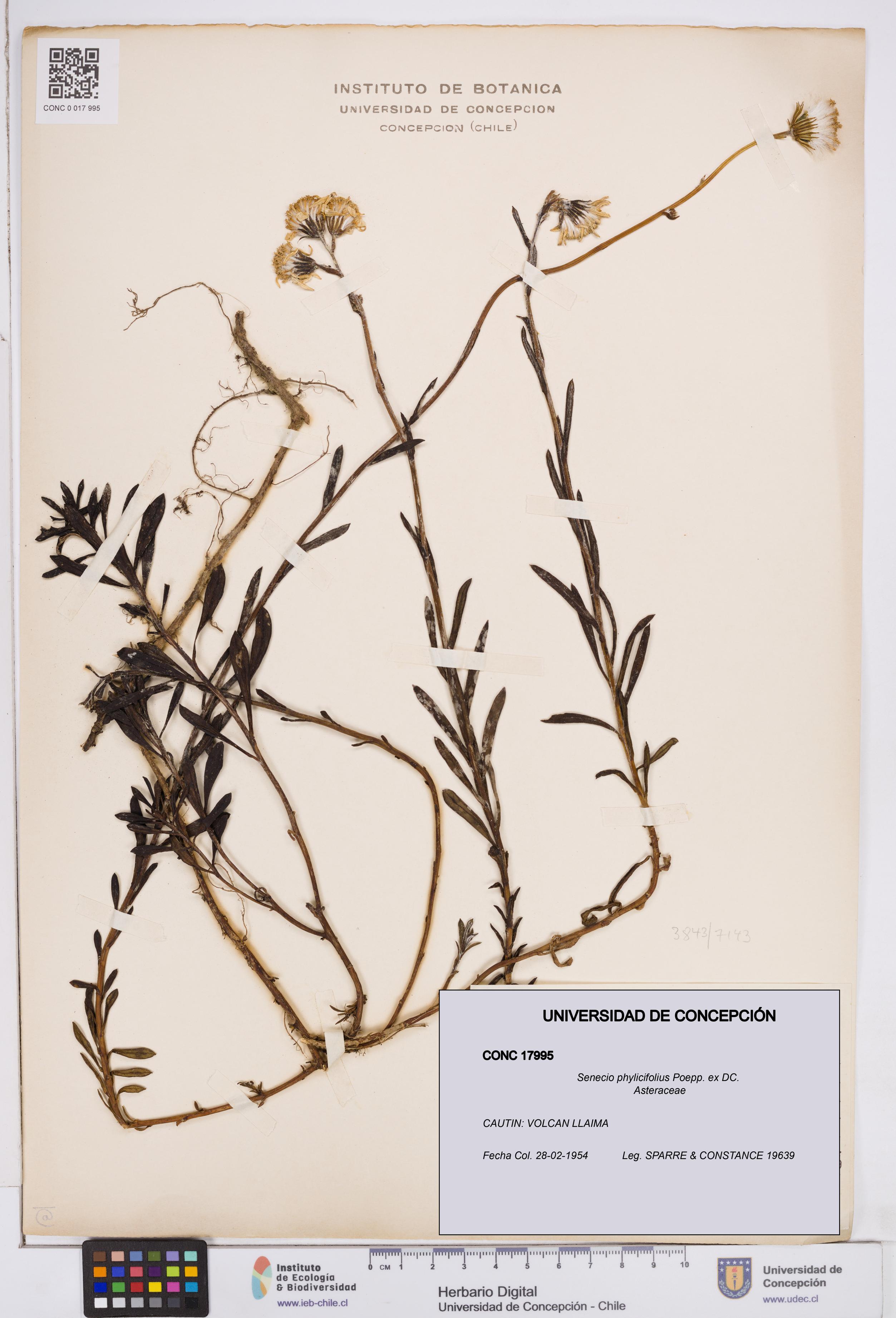 Senecio phylicifolius [Espécimen: ]