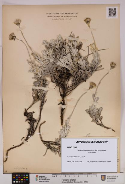 Senecio poeppigii var. poeppigii [Espécimen: ]