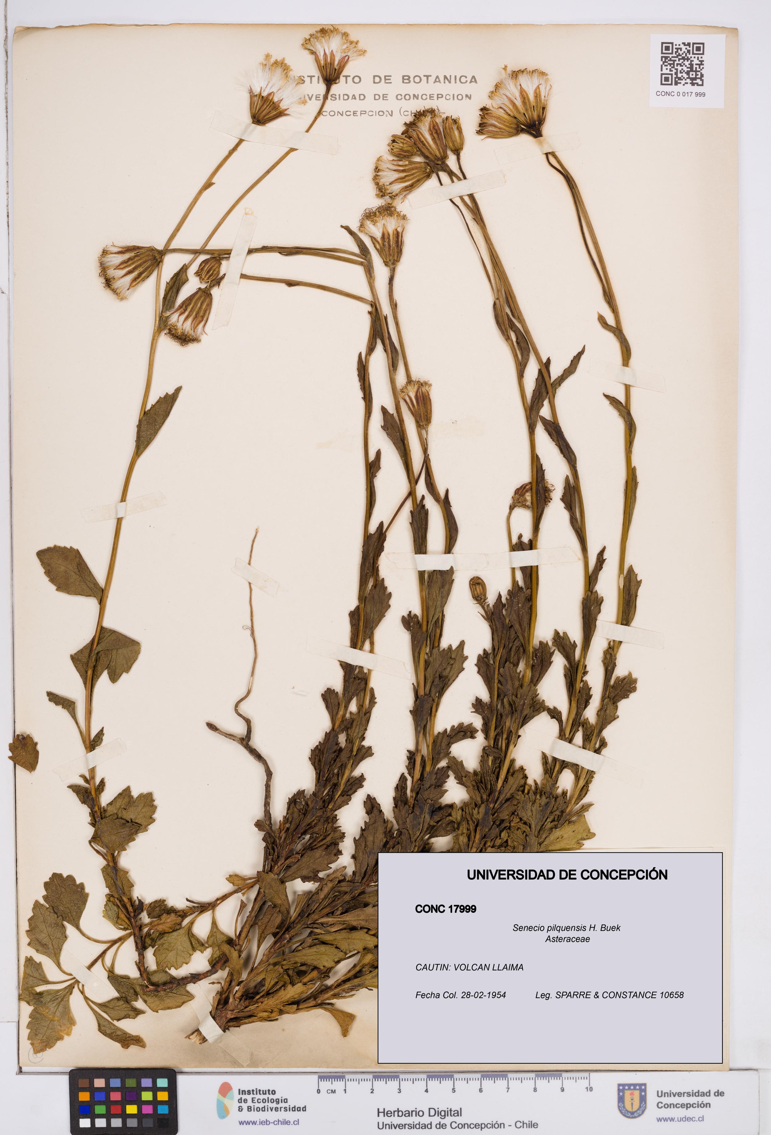 Senecio pilquensis [Espécimen: ]
