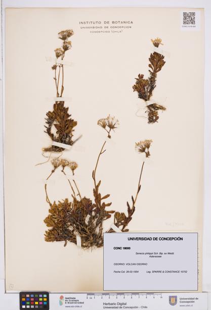 Senecio philippii [Espécimen: ]