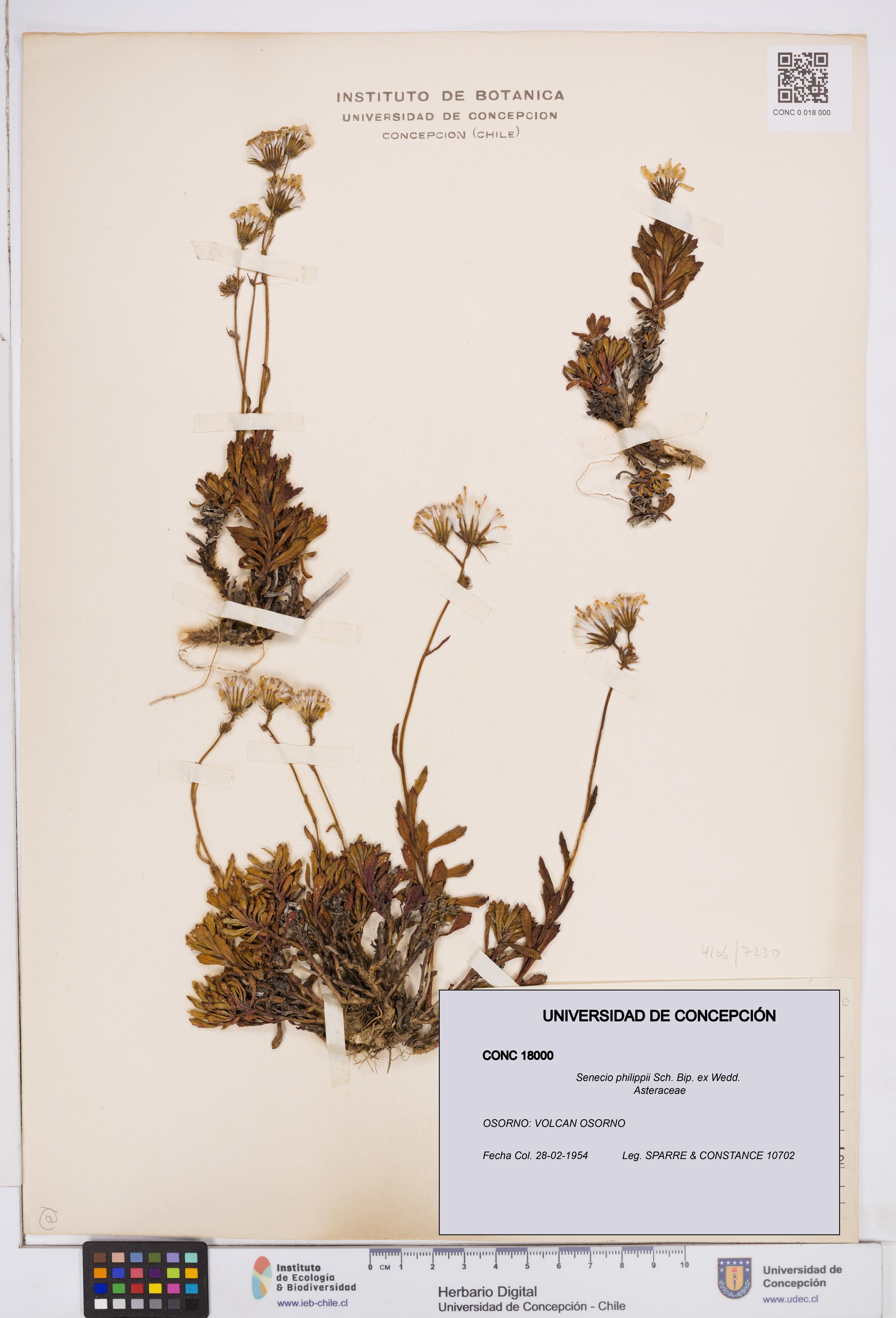 Senecio philippii [Espécimen: ]
