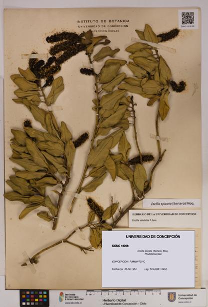 Ercilla spicata [Espécimen: UDEC:CONC:0018006]