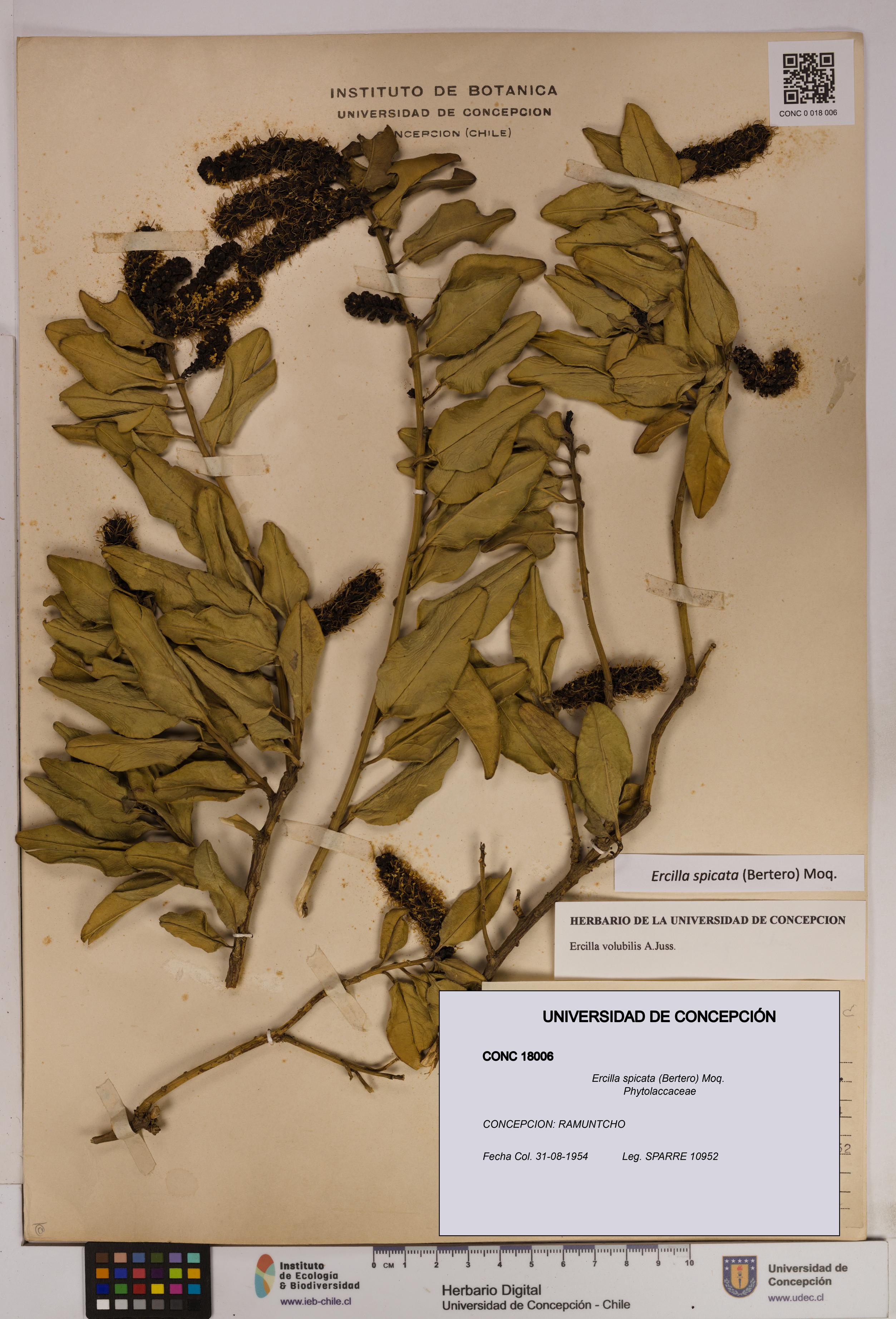 Ercilla spicata [Espécimen: UDEC:CONC:0018006]