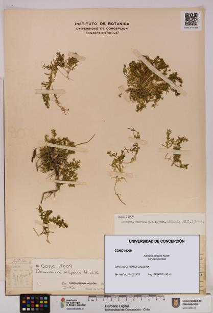 Arenaria serpens [Espécimen: UDEC:CONC:0018009]