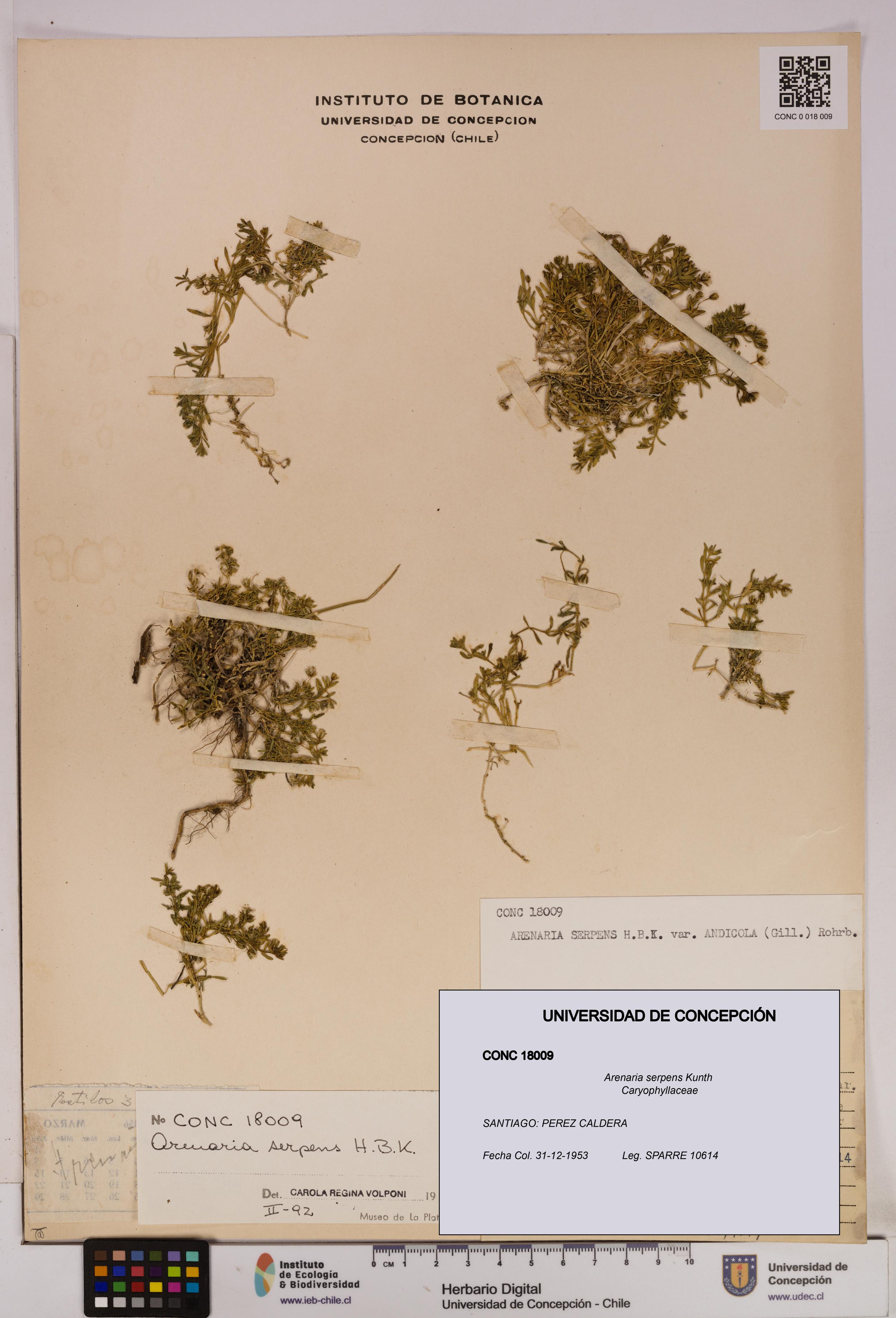 Arenaria serpens [Espécimen: UDEC:CONC:0018009]