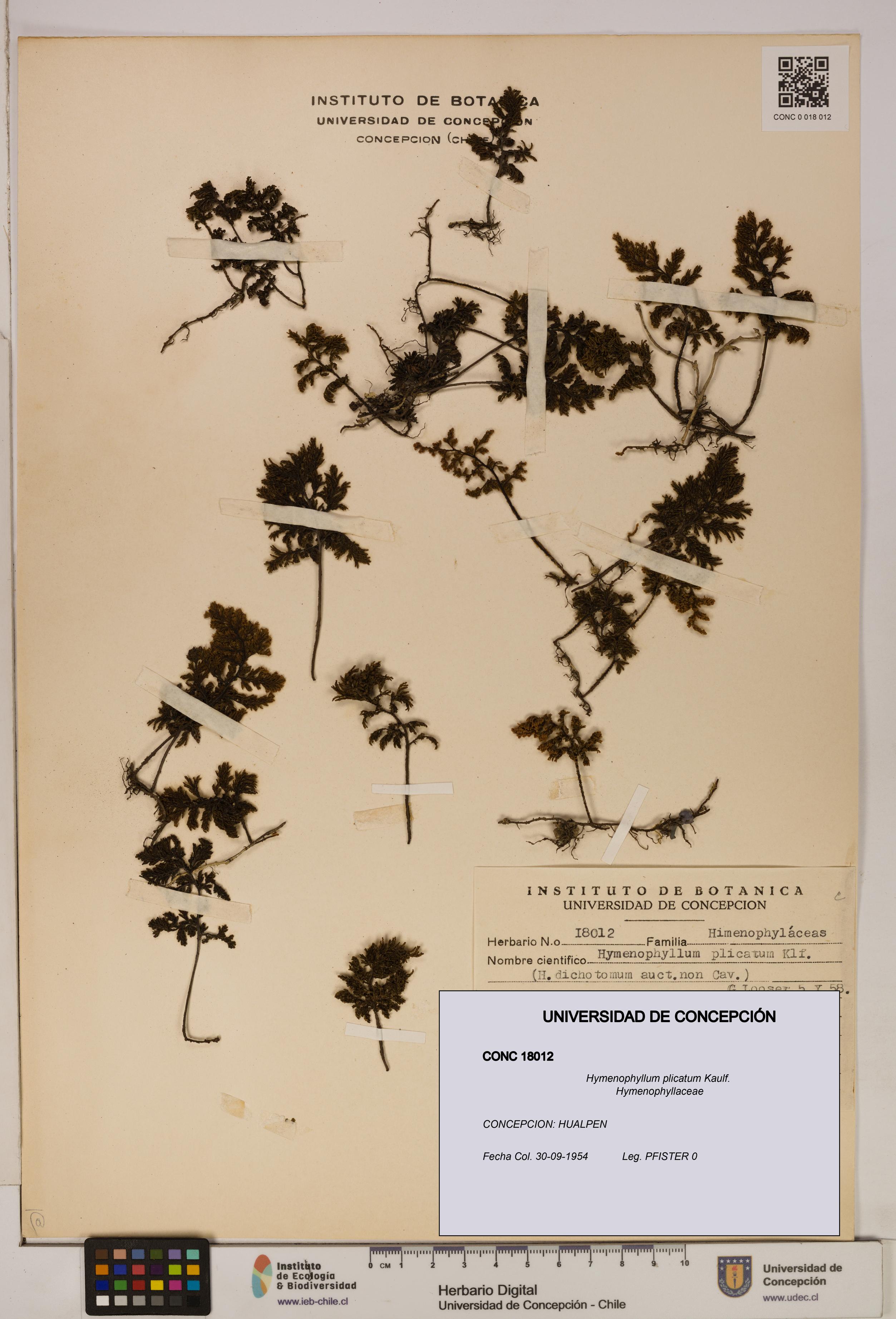 Hymenophyllum plicatum [Espécimen: ]