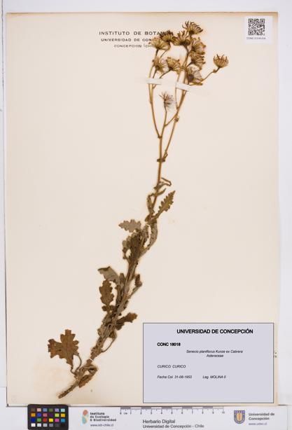 Senecio planiflorus [Espécimen: ]