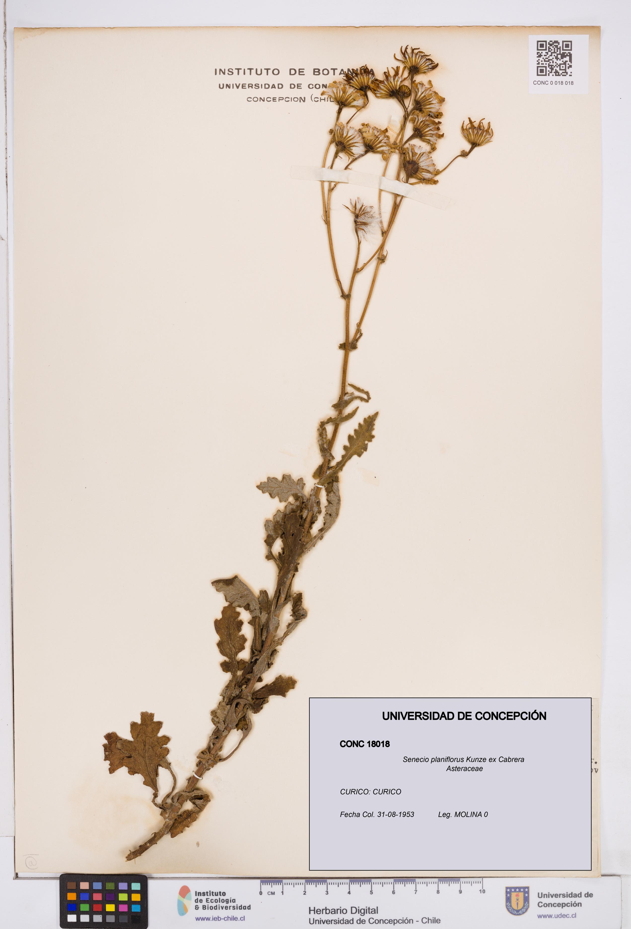 Senecio planiflorus [Espécimen: ]