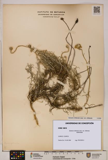 Senecio chilensis var. chilensis [Espécimen: UDEC:CONC:0018019]