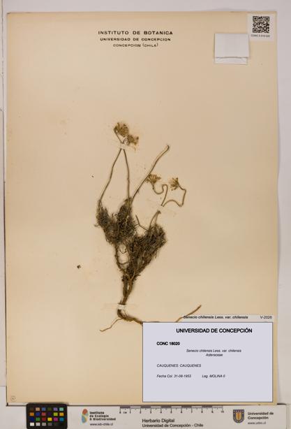 Senecio chilensis var. chilensis [Espécimen: UDEC:CONC:0018020]