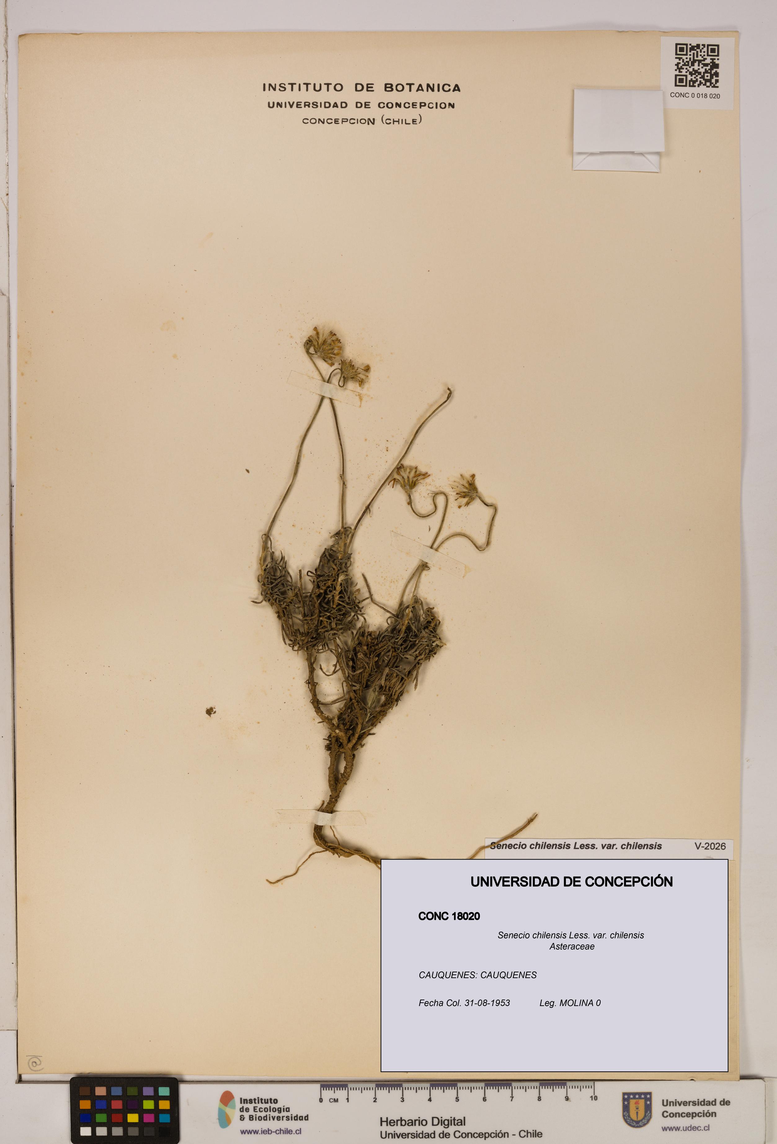 Senecio chilensis var. chilensis [Espécimen: UDEC:CONC:0018020]