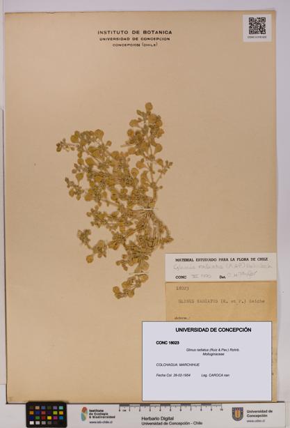 Glinus radiatus [Espécimen: UDEC:CONC:0018023]