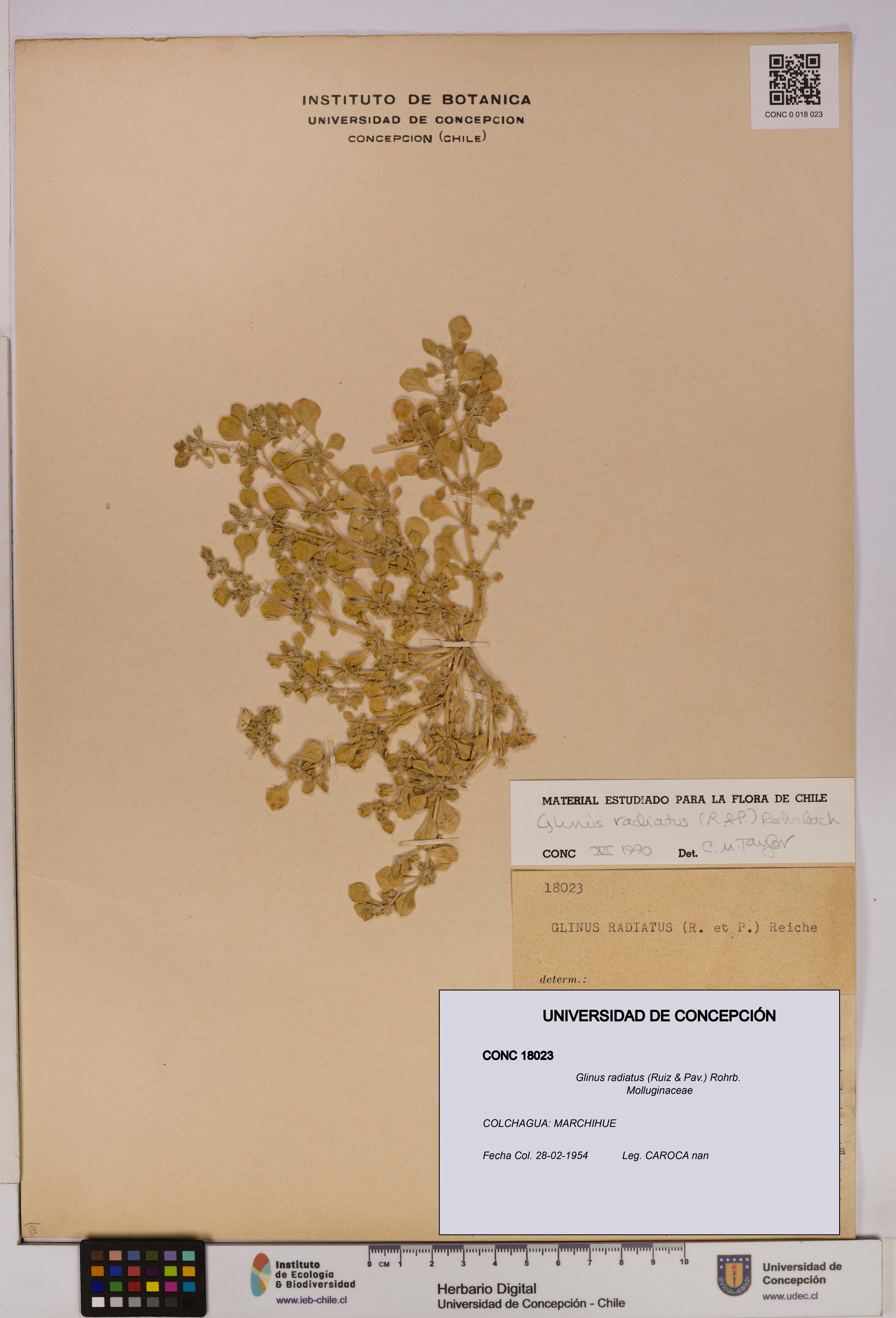 Glinus radiatus [Espécimen: UDEC:CONC:0018023]