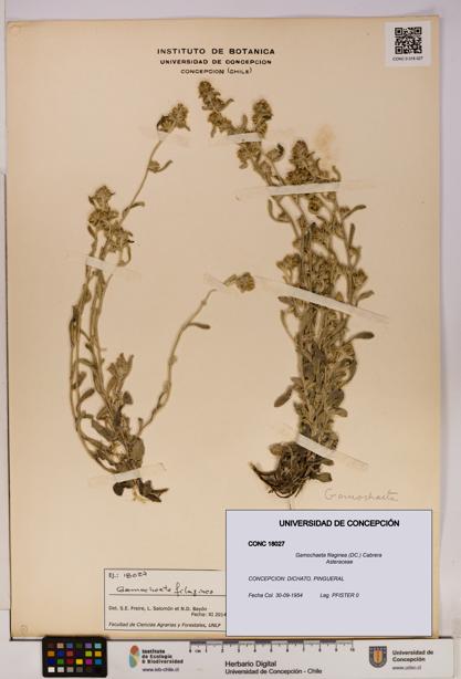 Gamochaeta filaginea [Espécimen: UDEC:CONC:0018027]