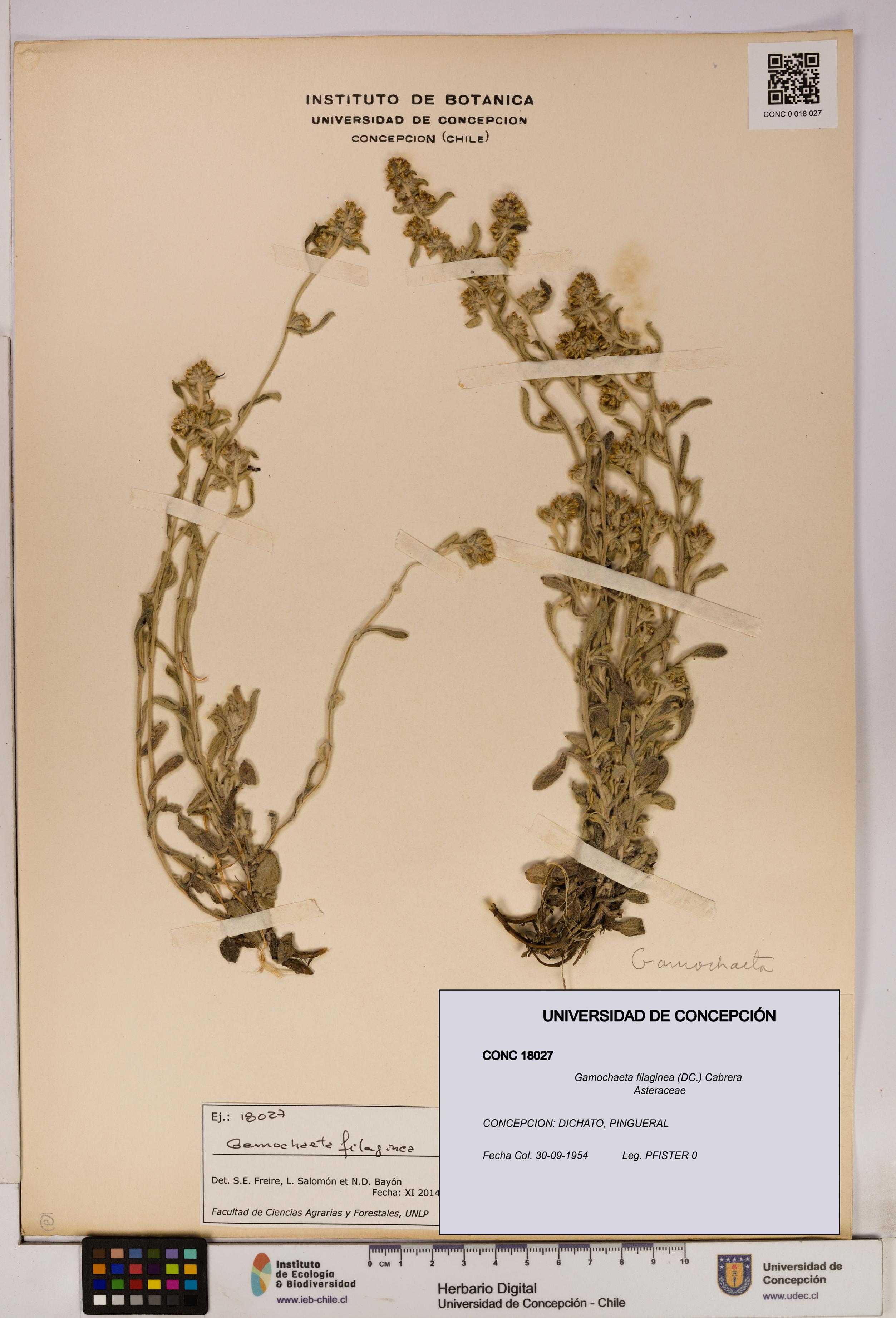 Gamochaeta filaginea [Espécimen: UDEC:CONC:0018027]
