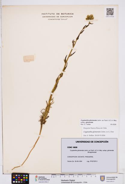 Cryptantha glomerata subsp. glomerata [Espécimen: ]