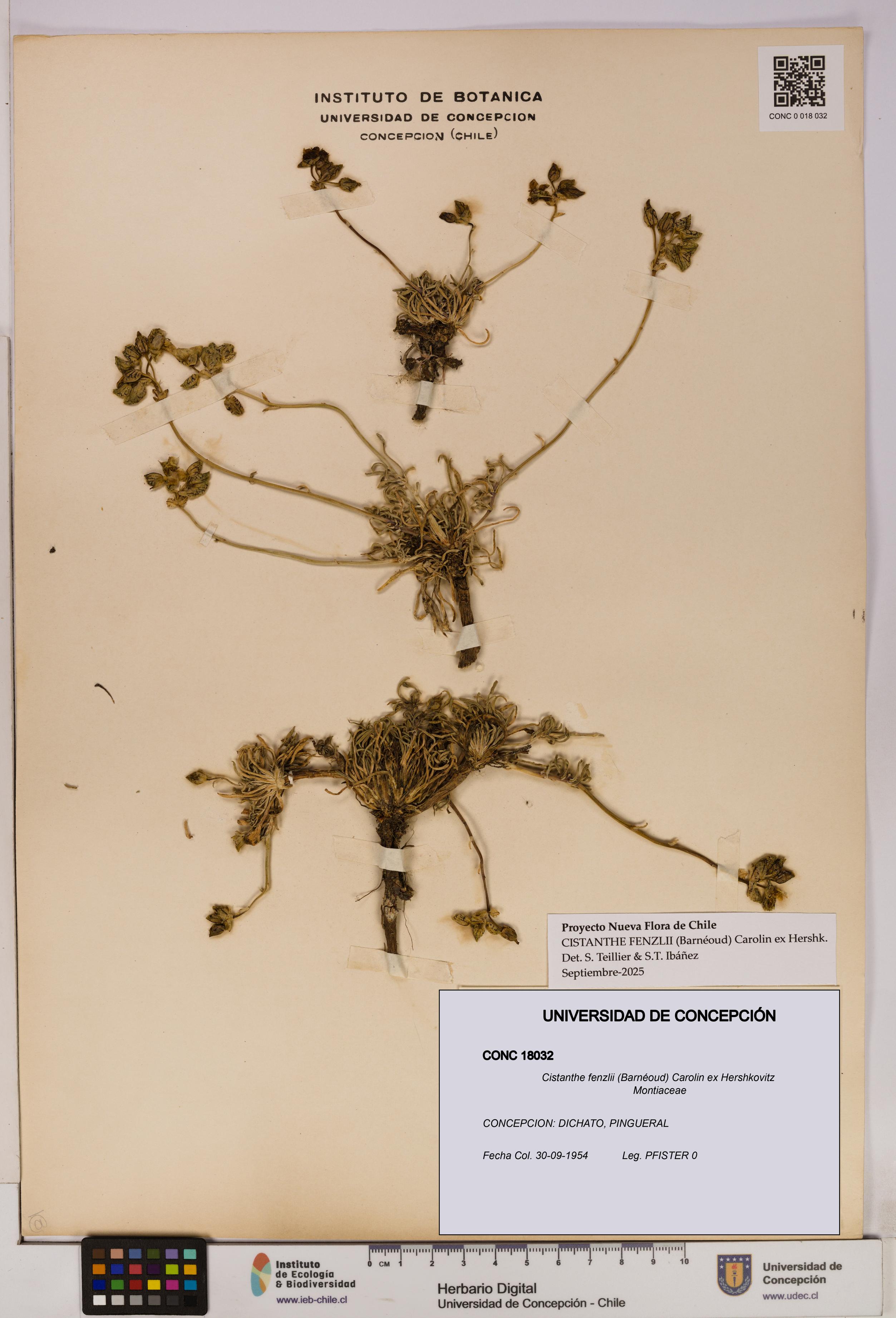 Cistanthe fenzlii [Espécimen: UDEC:CONC:0018032]