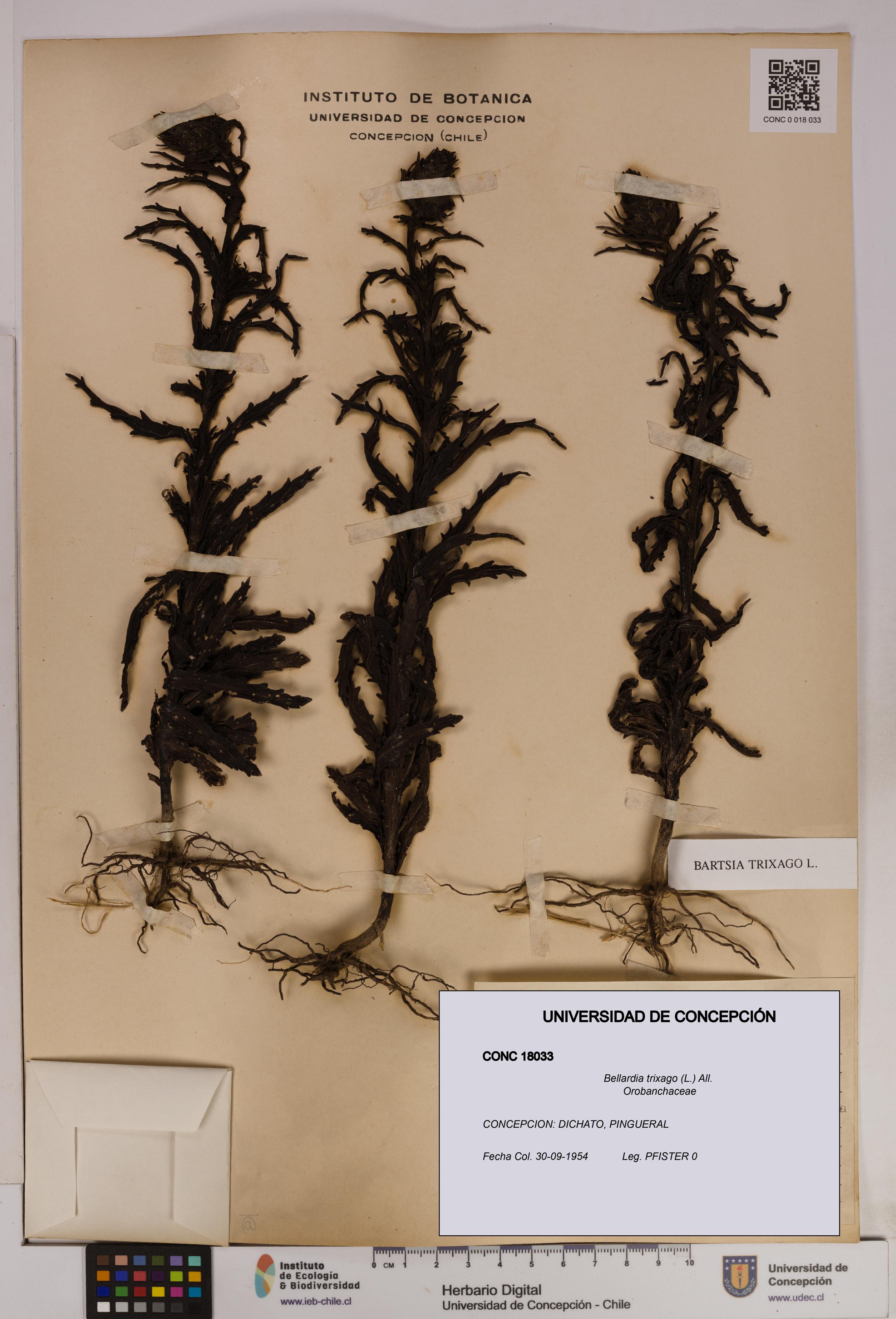 Bellardia trixago [Espécimen: UDEC:CONC:0018033]