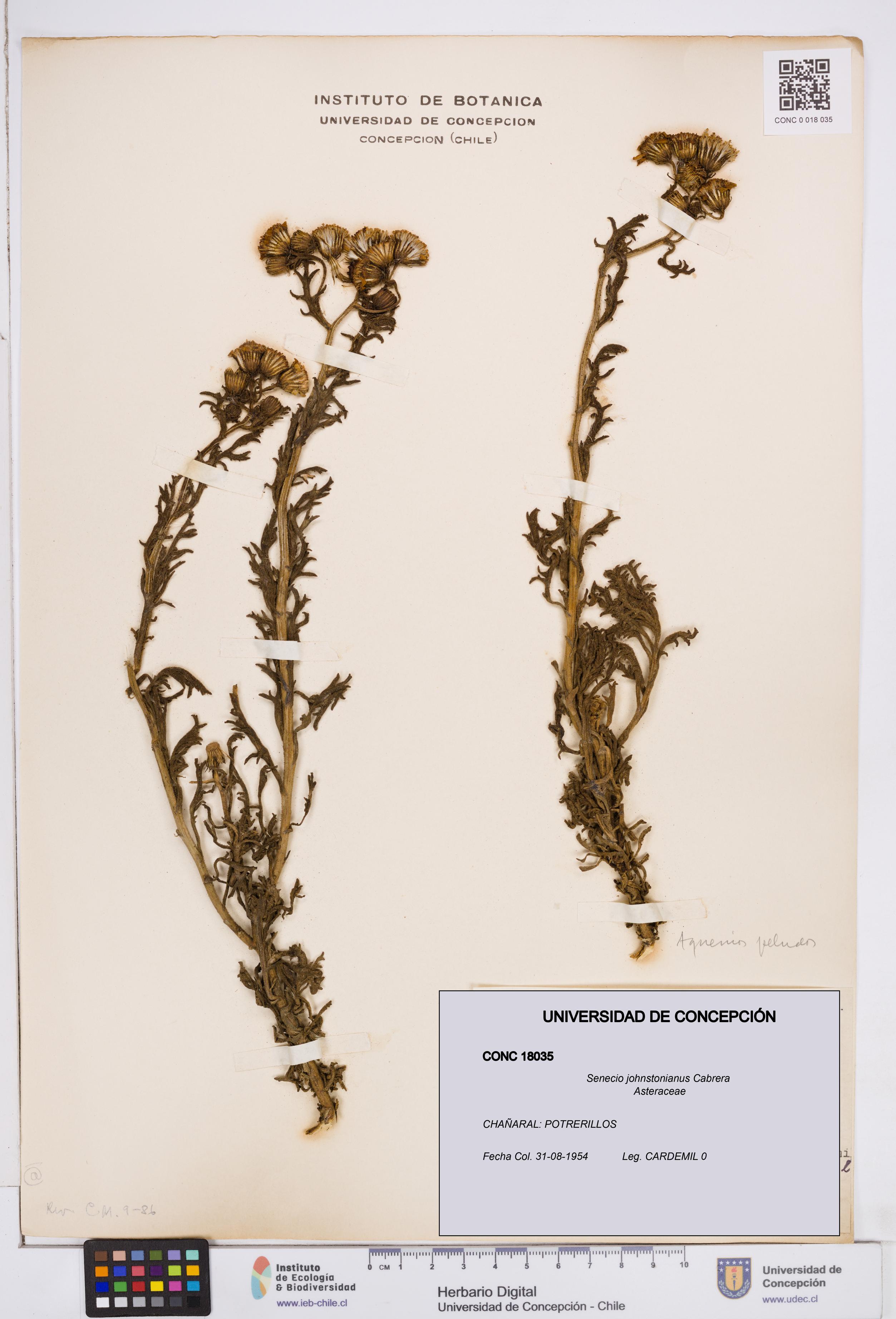 Senecio johnstonianus [Espécimen: ]