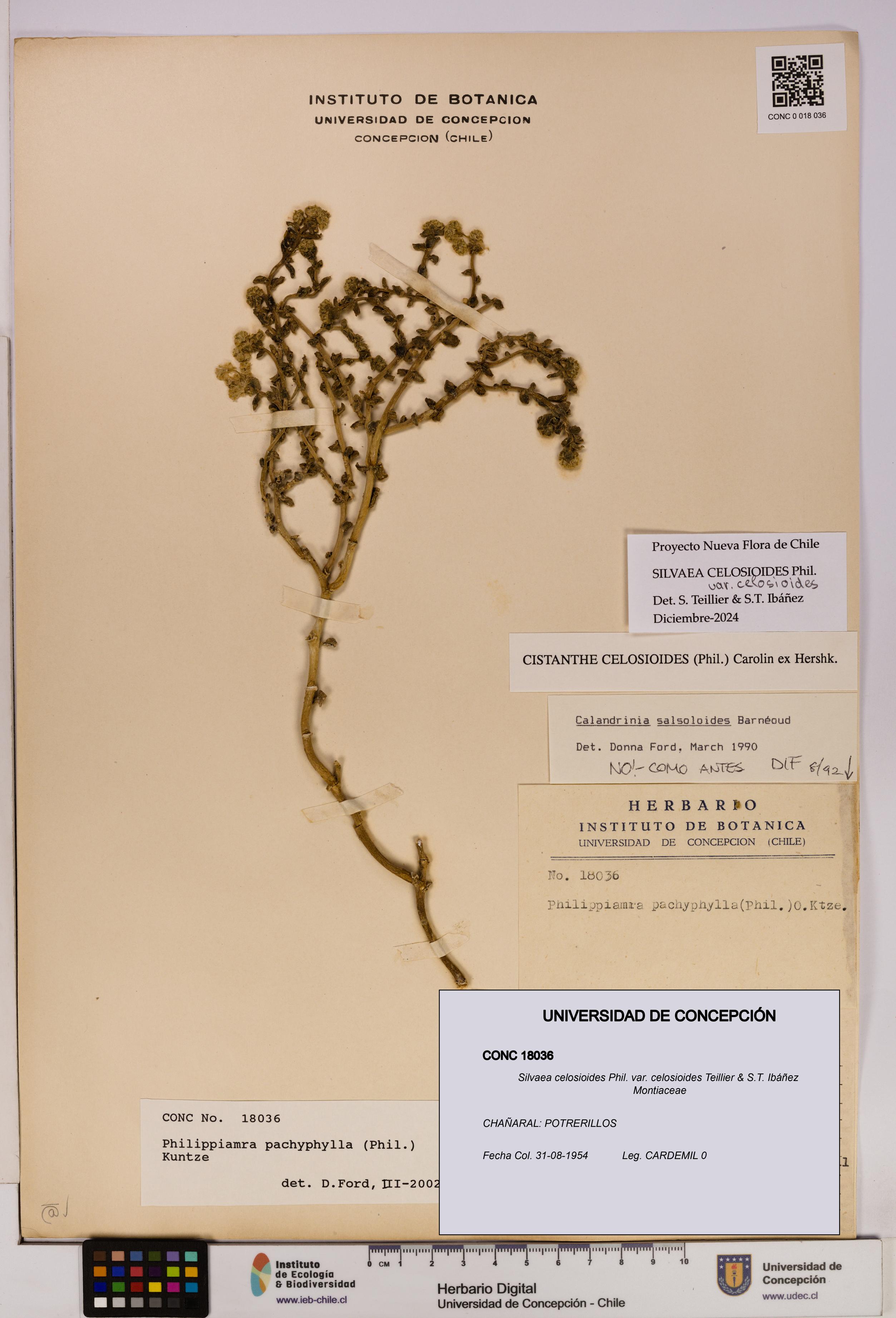 Silvaea celosioides var. celosioides [Espécimen: UDEC:CONC:0018036]