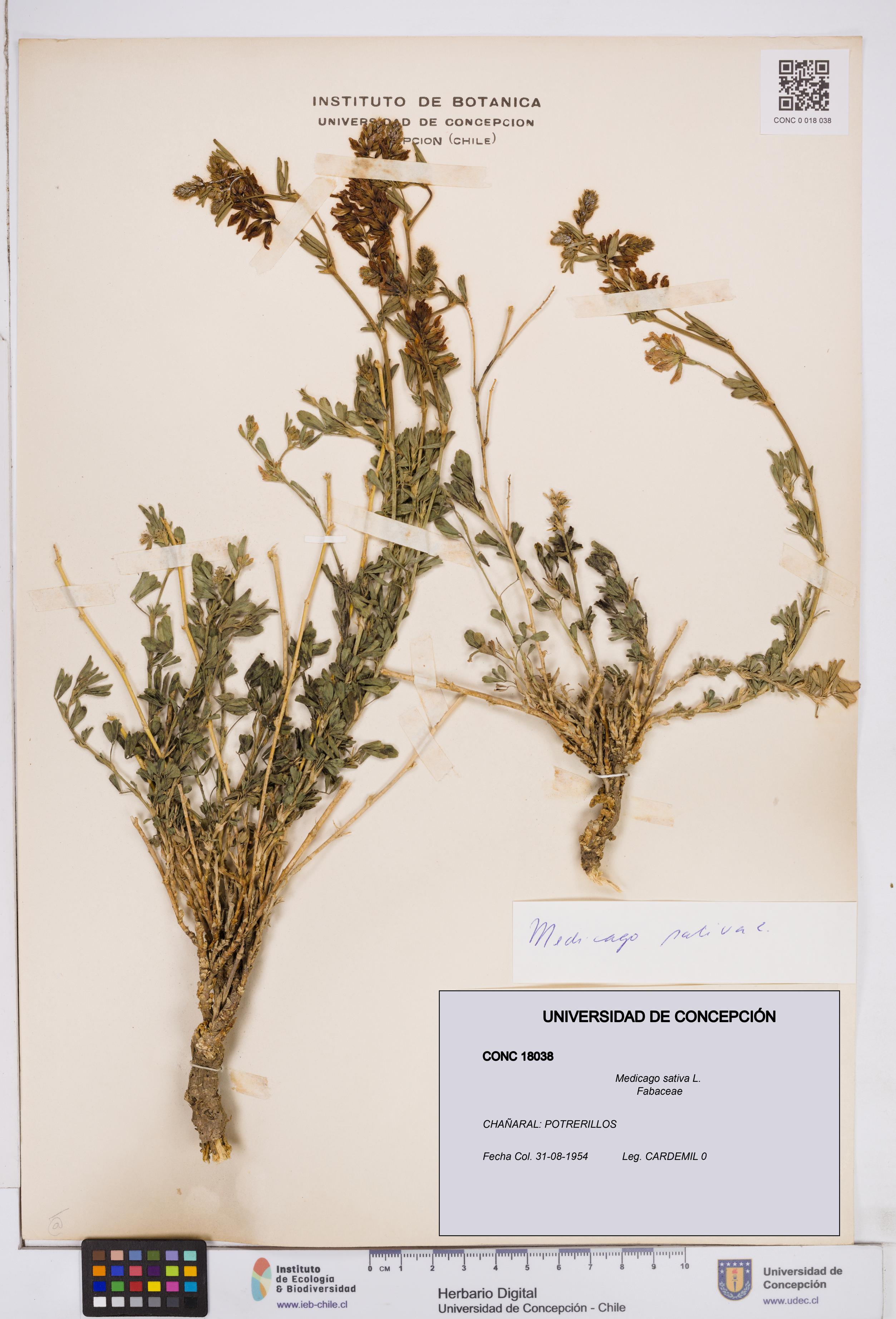 Medicago sativa [Espécimen: ]