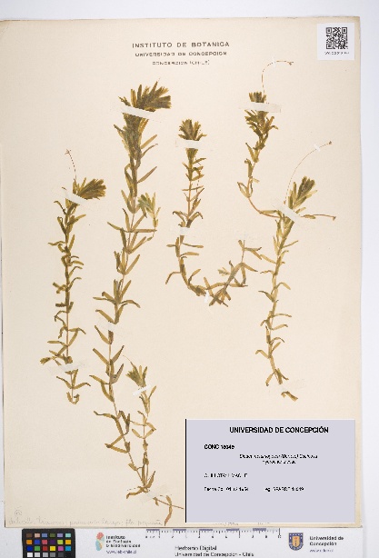 Elodea potamogeton [Espécimen: UDEC:CONC:0018049]