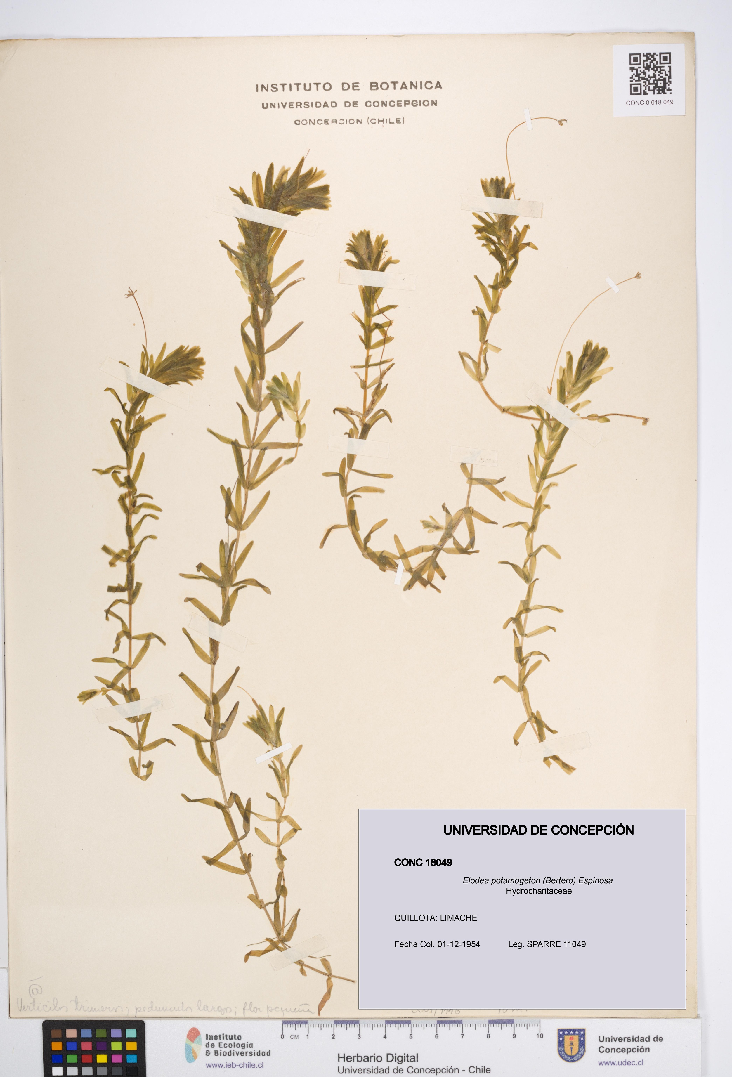 Elodea potamogeton [Espécimen: UDEC:CONC:0018049]