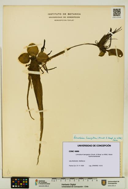 Limnobium laevigatum [Espécimen: UDEC:CONC:0018050]