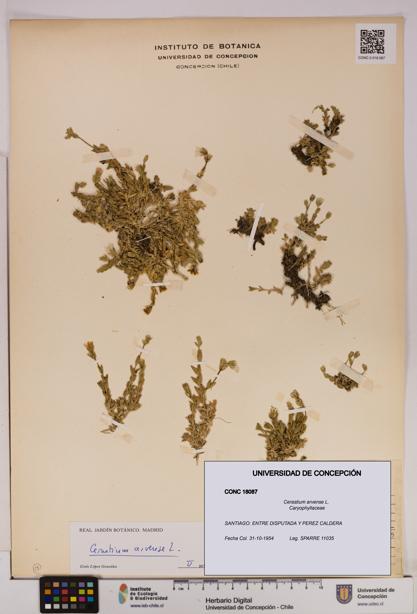 Cerastium arvense [Espécimen: UDEC:CONC:0018087]