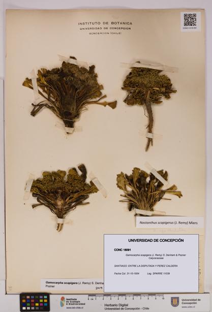 Gamocarpha scapigera [Espécimen: UDEC:CONC:0018091]