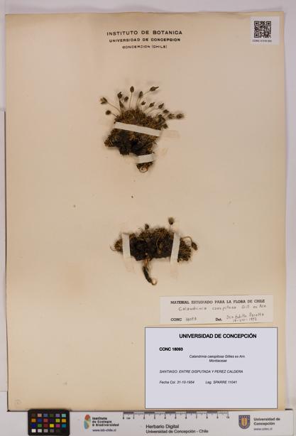 Calandrinia caespitosa [Espécimen: UDEC:CONC:0018093]